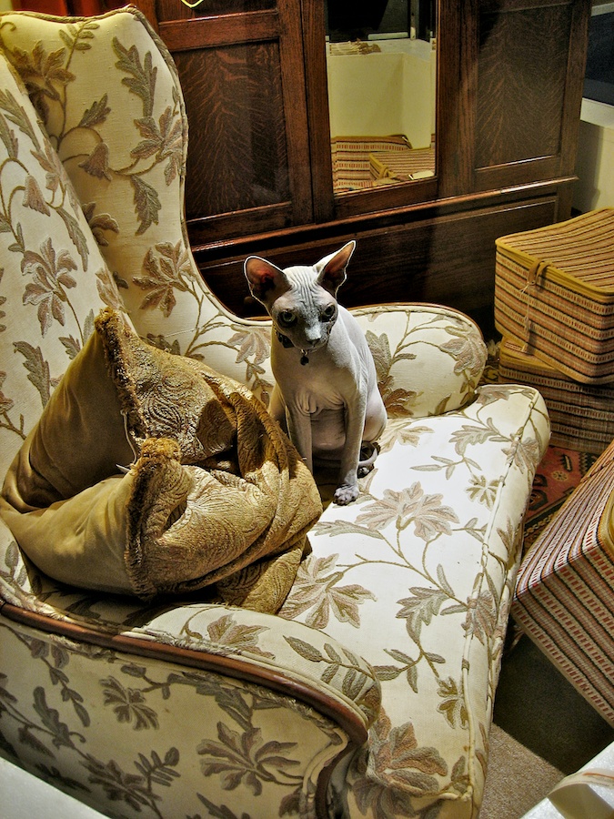 Hairless cat in a display window.