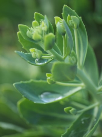 Green plant with water drop.