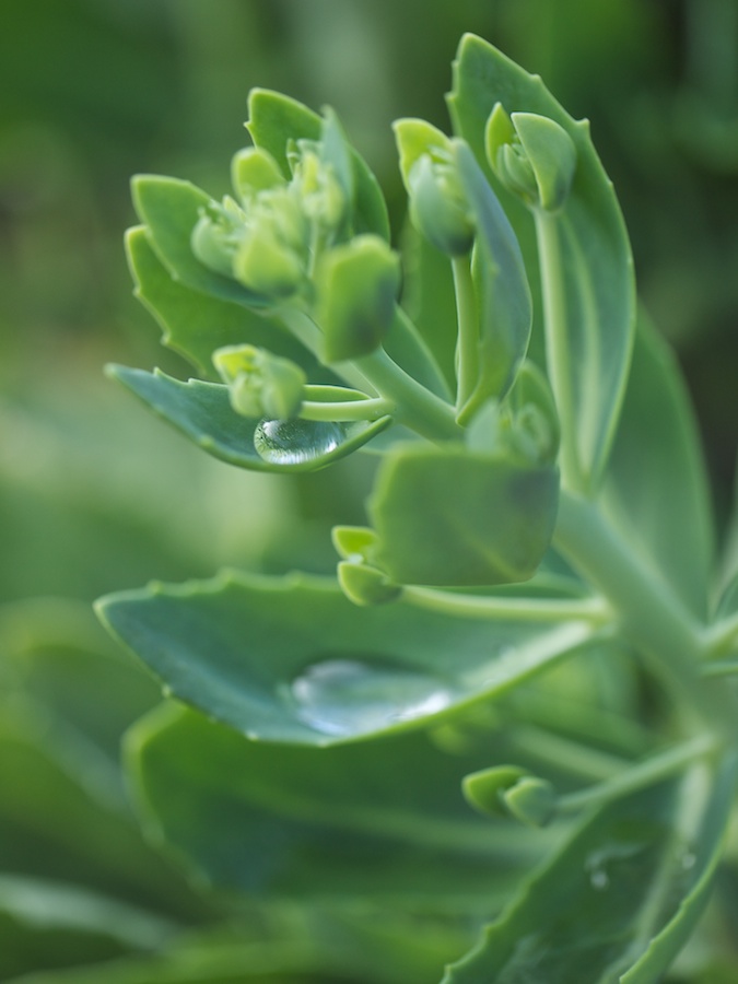 Green plant with water drop.