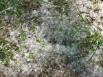 Seed fluff on the ground, like snowflakes