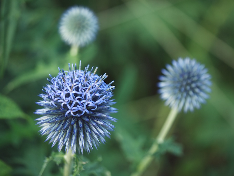 Three flower puffs.