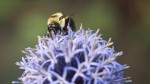 Bumblebee on bloom.