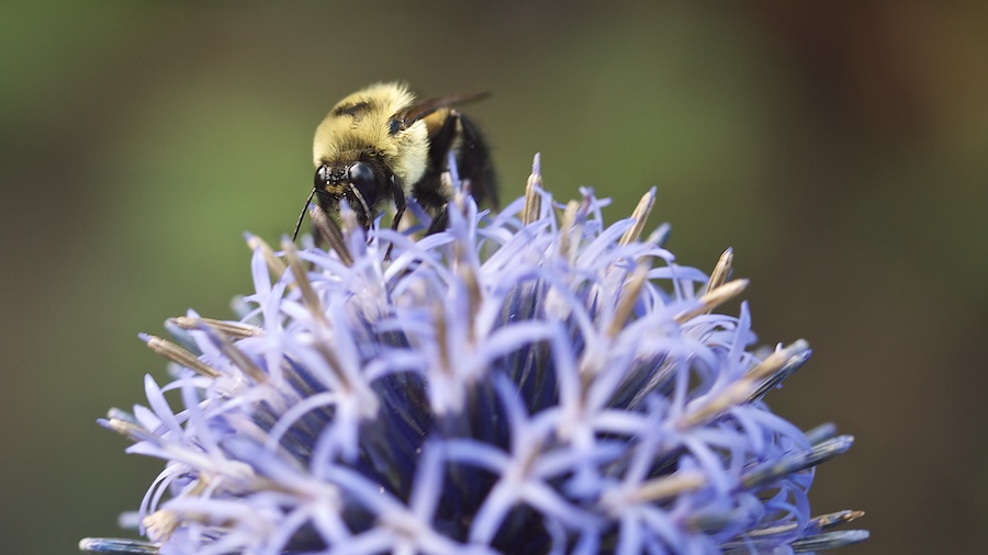 Bumblebee on bloom.