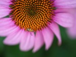 Wasp on daisy.