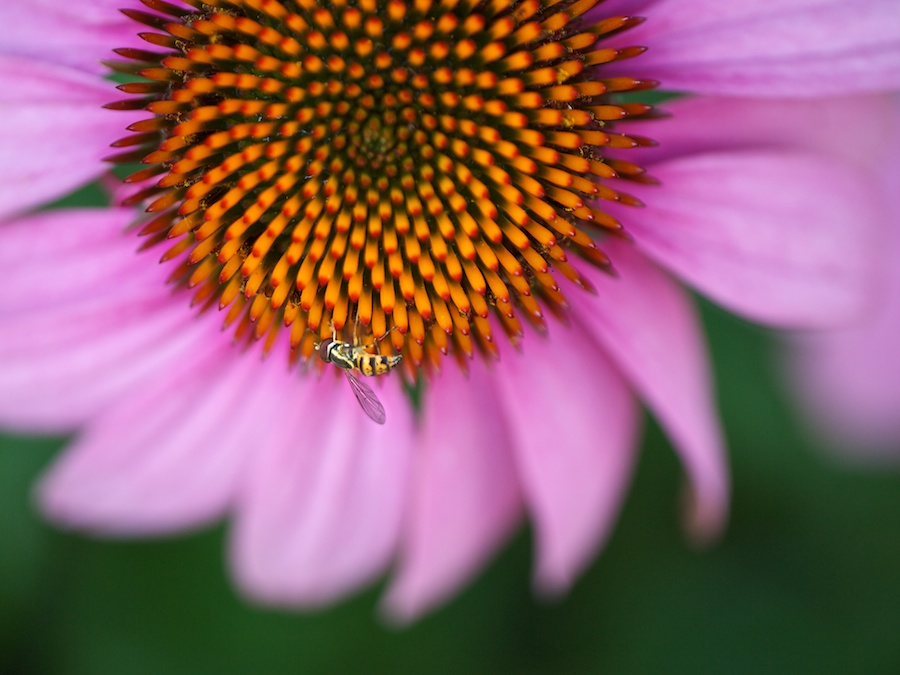 Wasp on daisy.