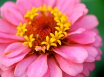 Flower detail.