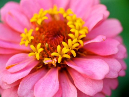 Flower detail.