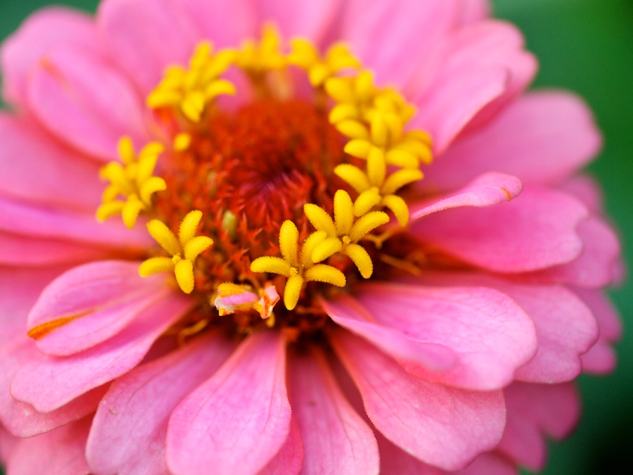 Flower detail.