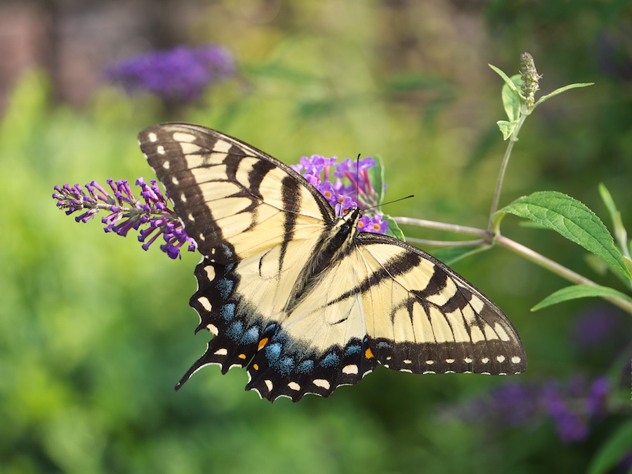 Butterfly with Damaged Wing