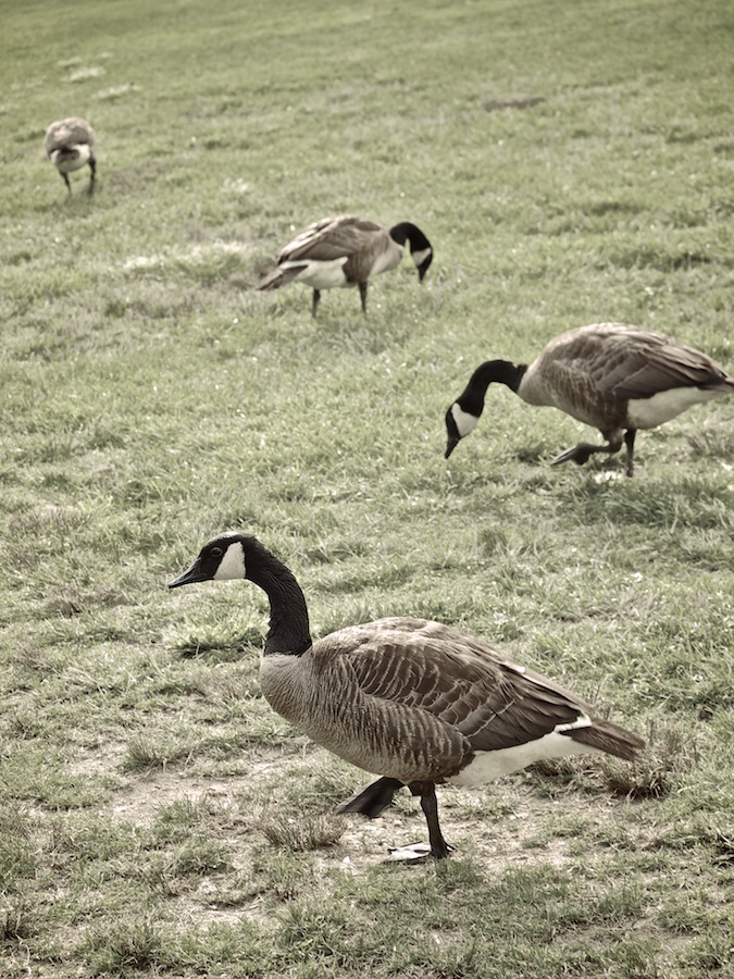 Four geese grazing.