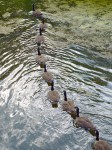 Geese queue up to follow the leader.