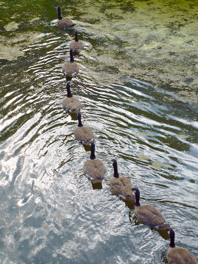 Geese queue up to follow the leader.