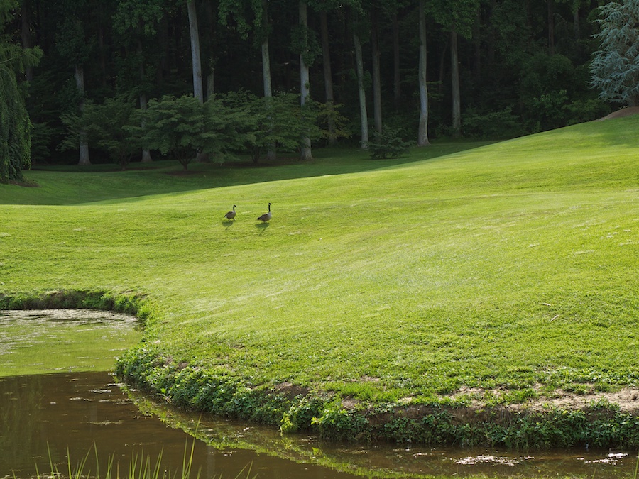 Two geese on the grass.