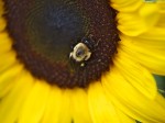 Bee collecting pollen in sunflower.