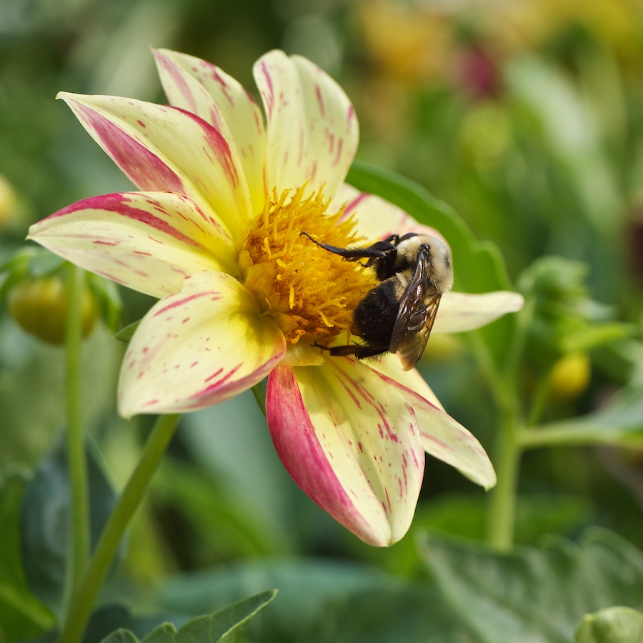 Bee gathering nectar