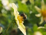 Bee collecting nectar.