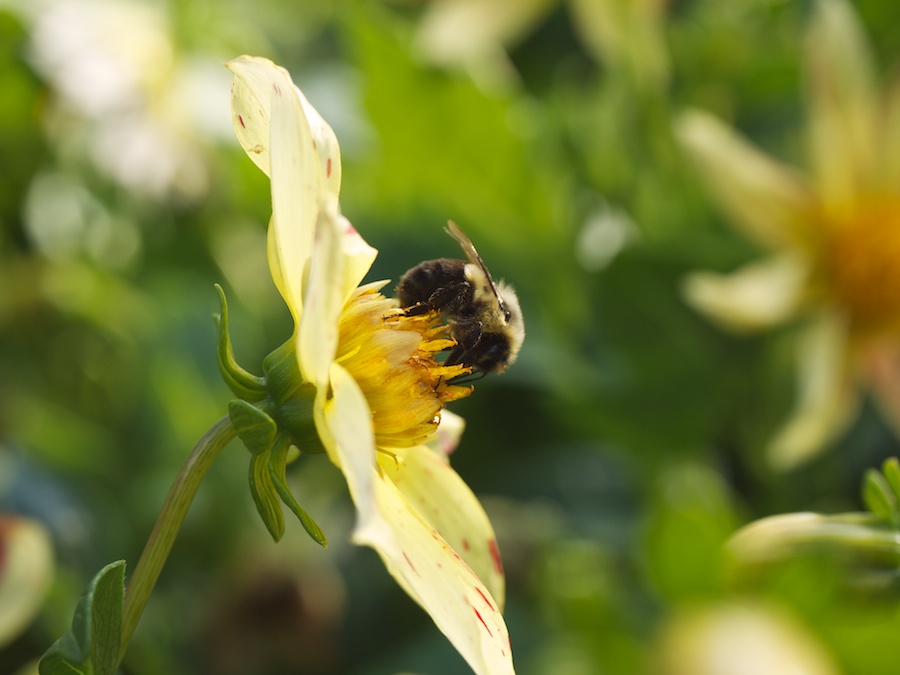 Bee collecting nectar.