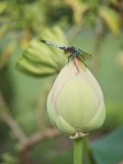 Dragonfly on lotus bud.