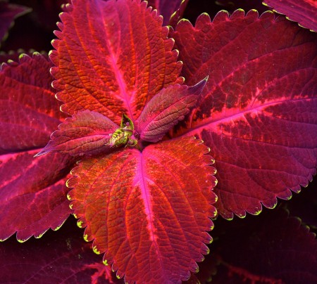 Calling someone a flamer is actually an act of homage. | Click to view larger. Intense reds and pinks on leaves.