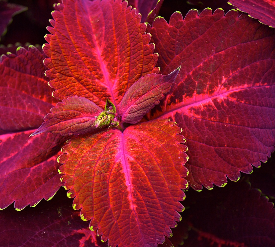 Intense reds and pinks on leaves.