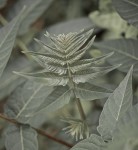Progressive new leaves.