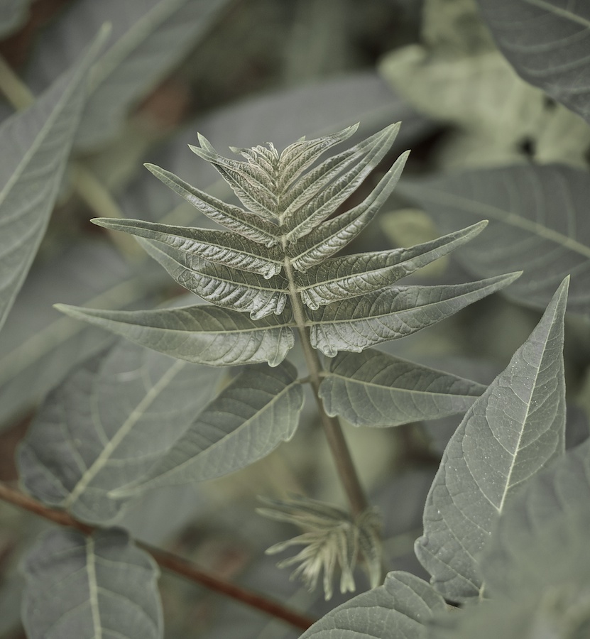 Progressive new leaves.