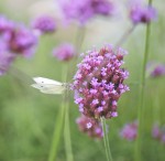 White butterfly on flower.