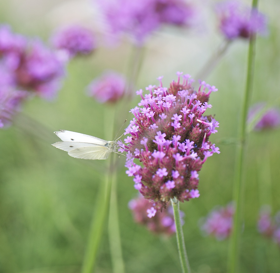 White butterfly on flower.