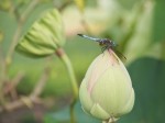 Dragonfly on lotus bud.