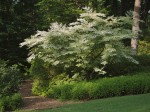 Trees, grass, bushes.