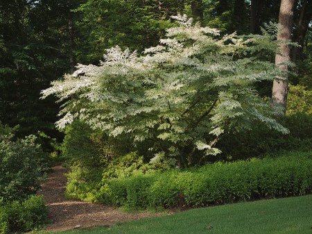 Trees, grass, bushes.