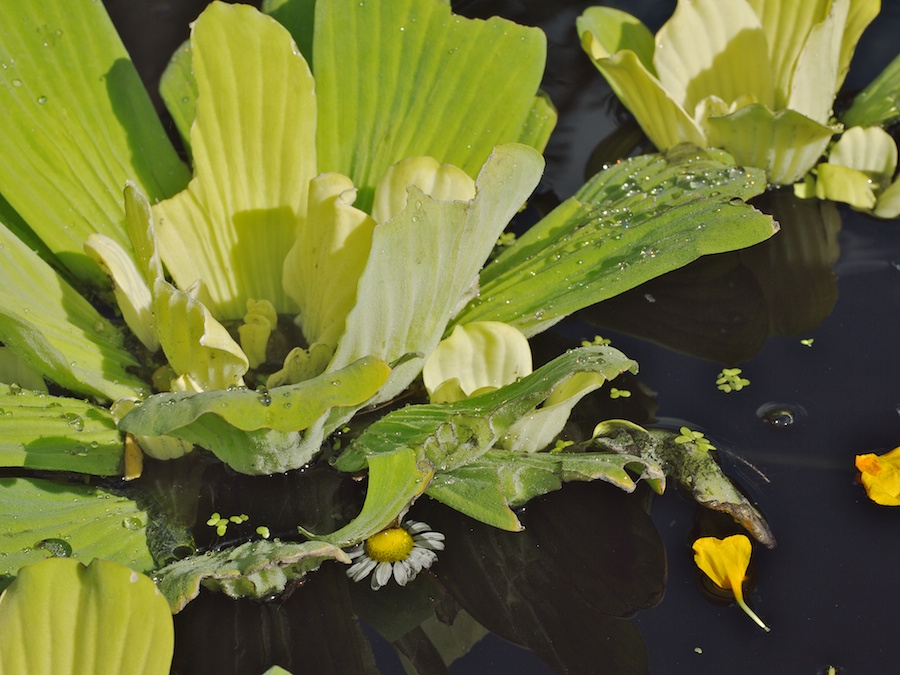 Water plant.