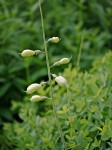 Waxy Pods