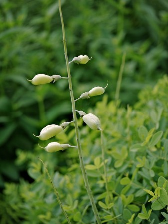 Waxy Pods