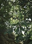 Papery pods in tree.