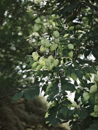 Papery pods in tree.