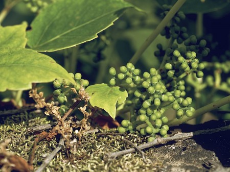 Leaves, buds, seeds.