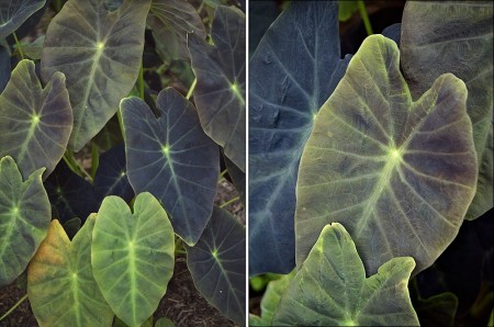 Taro plant.