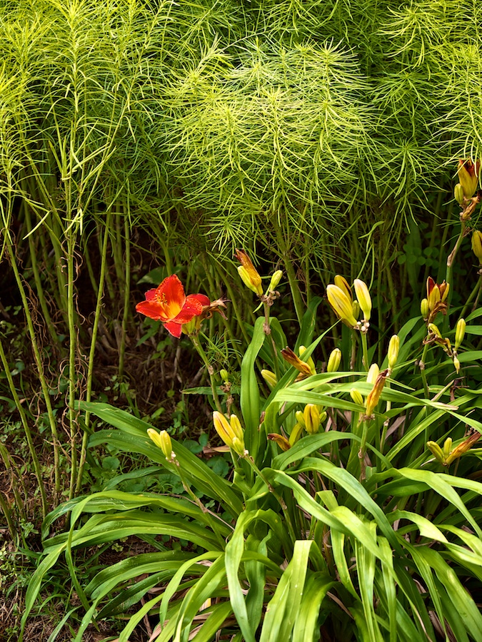 Tired-looking flower