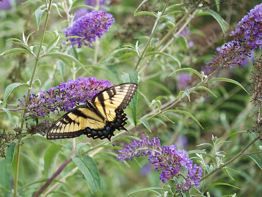Butterfly on flower.