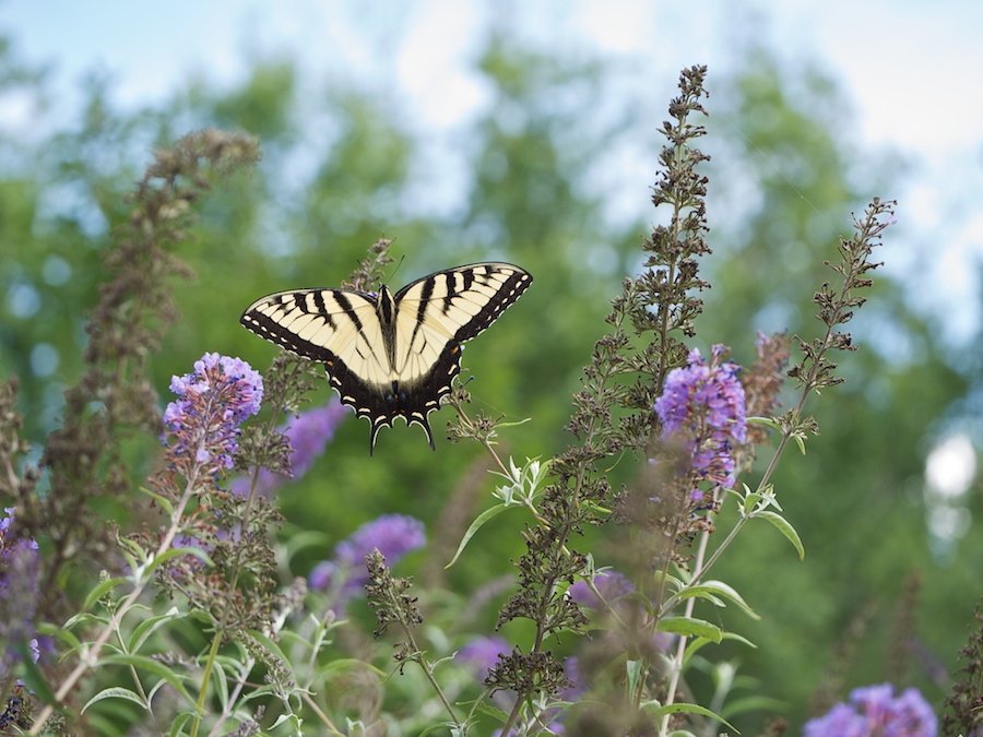 Butterfly