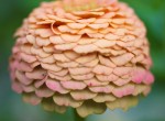 Pastel colored flower.