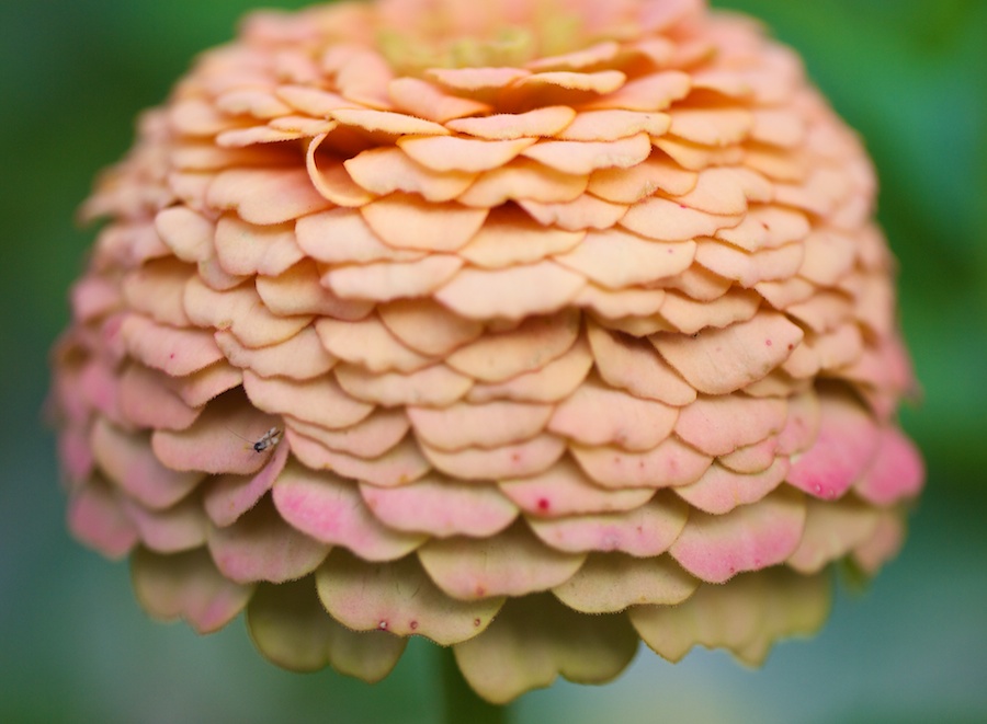 Pastel colored flower.