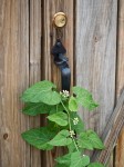 Climbing plant around door handle.