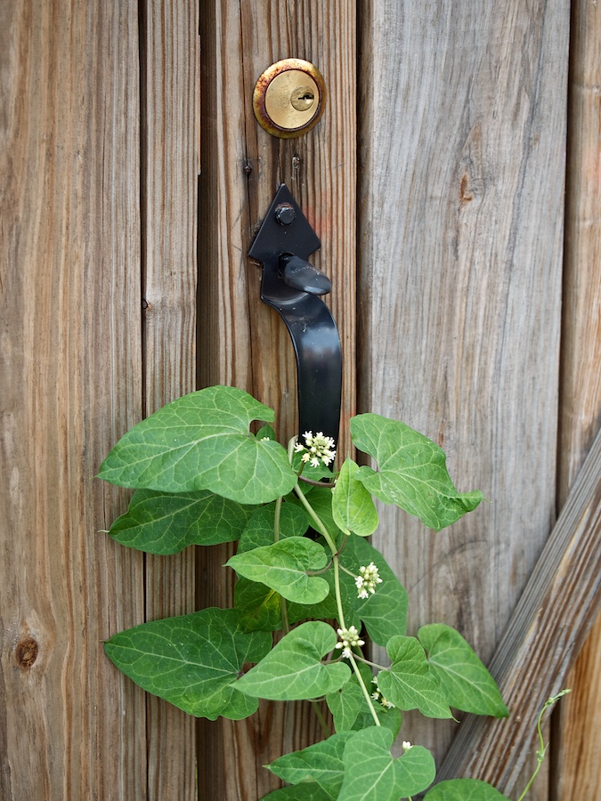 Climbing plant around door handle.