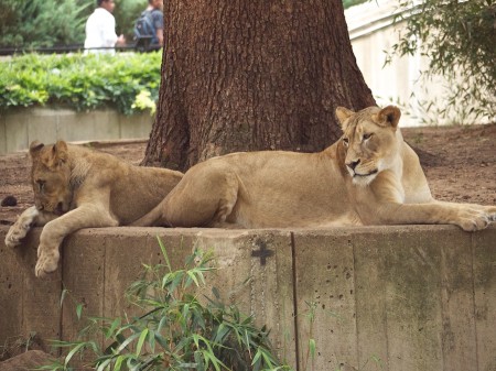 Lioness and cub, National Zoo, Washington DC