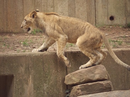 National Zoo lion cub.