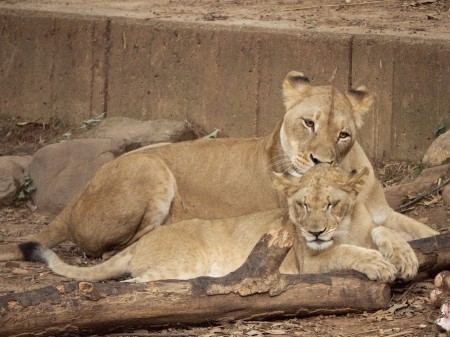 Lioness grooms cub, National Zoo, Washington, DC