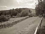 Vineyard & Garden at Monticello, VA