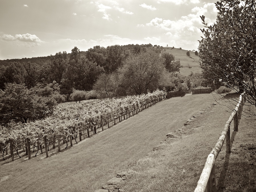 Vineyard & Garden at Monticello, VA